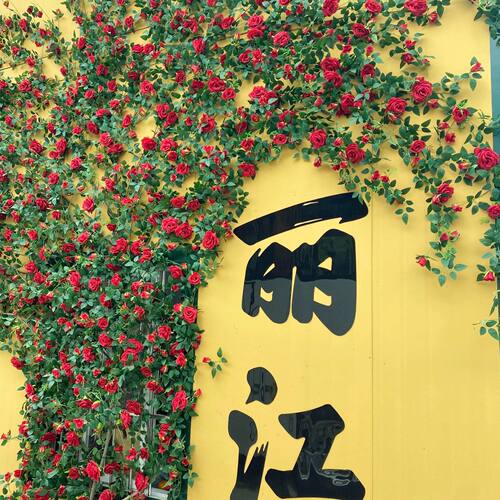 仿真玫瑰花藤藤蔓藤条缠绕假花空调造景客厅遮挡门头打卡管道装饰