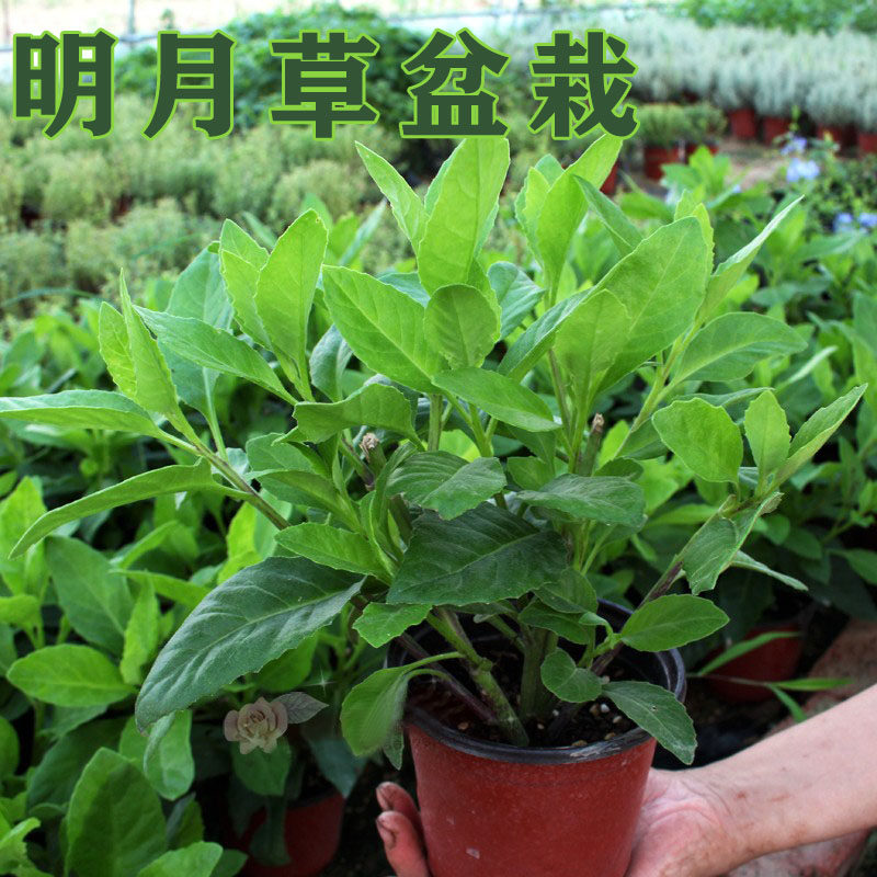 明月草降糖草盆栽阳台蔬菜种植金鸡毛草泰国仙草长寿菜绿植包邮