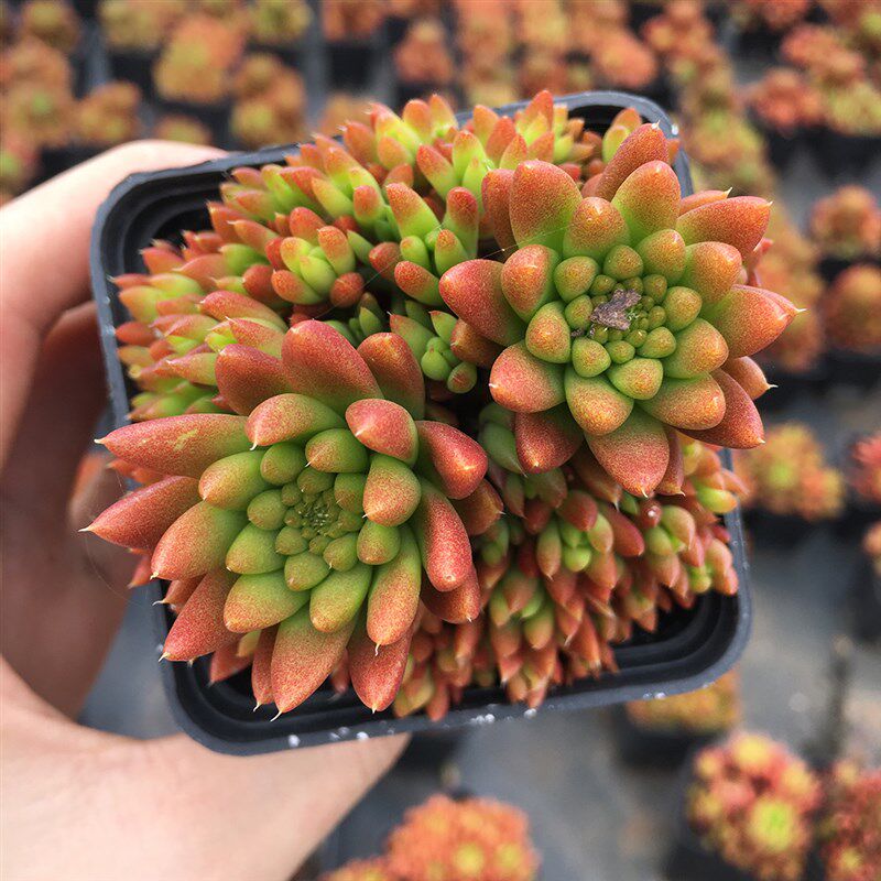 新肉昆明露养状态秀女瓦松多肉植物e老桩缀化送土肉肉小盆栽绿植