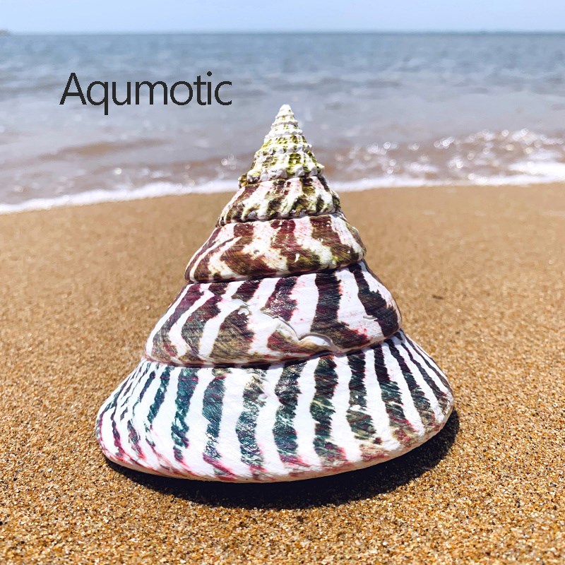 Aqumotic Snail Turritella Shells Rare Specimens Big 1pc abo