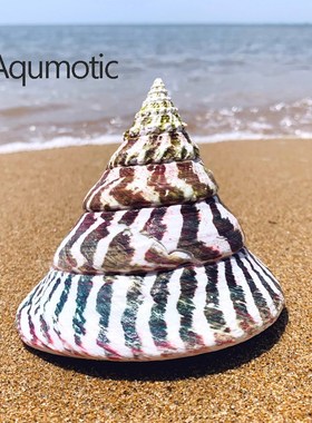 Aqumotic Snail Turritella Shells Rare Specimens Big 1pc abo