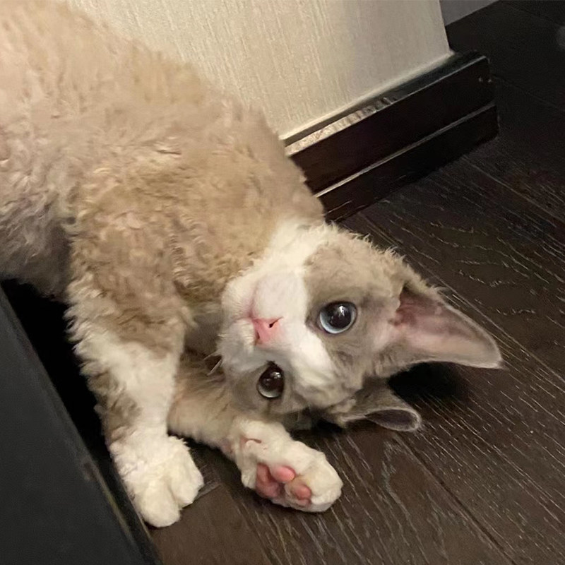 德文卷毛猫幼猫活物纯种赛级血统黑白开脸虎斑家养不掉毛宠物猫咪