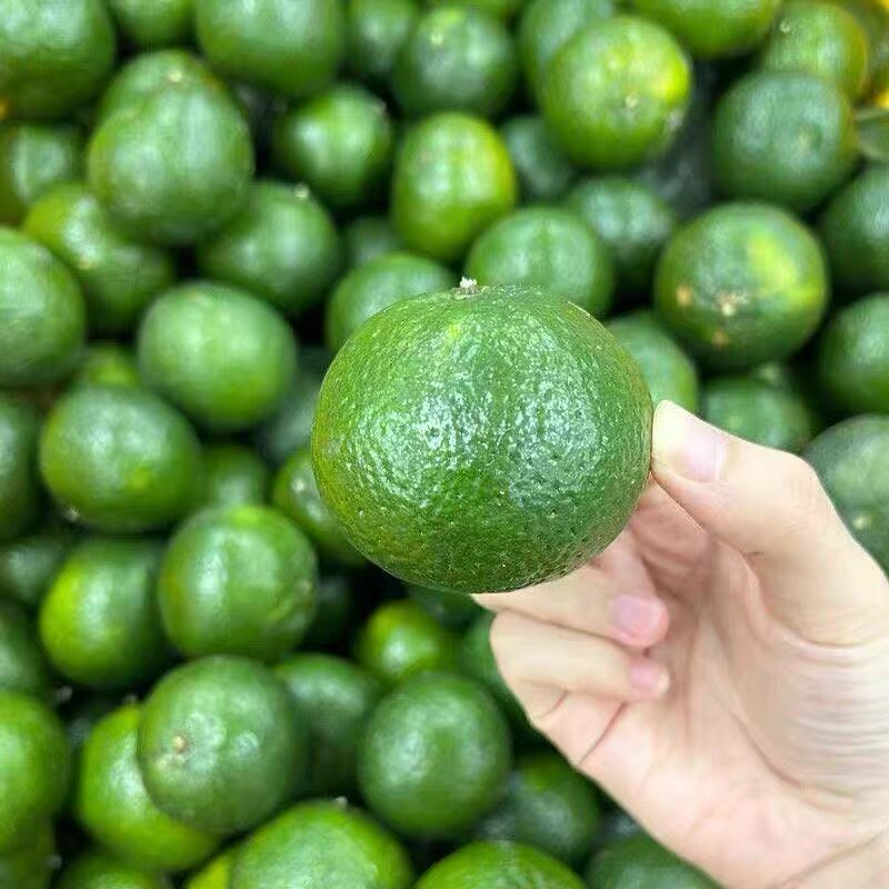 现摘新鲜新会陈皮柑茶枝柑小青柑二红大红陈皮茶鲜果四会柑水果