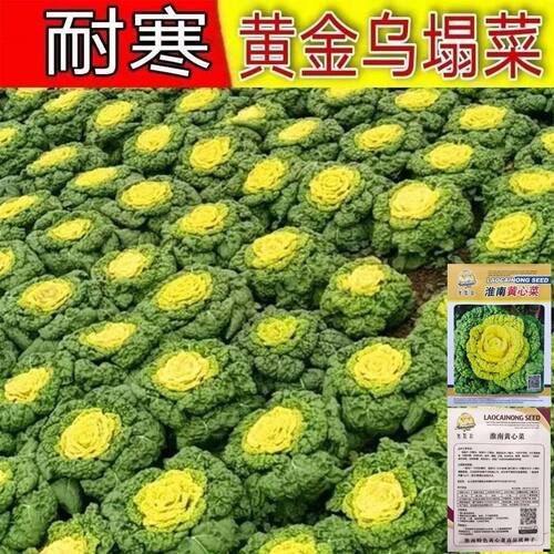 黄心乌塌菜种子耐寒黄心菜种籽菊花心菜籽种易种黄金乌蔬菜种子