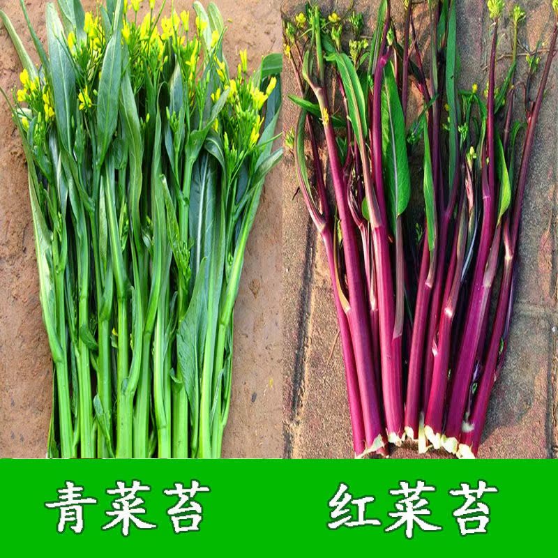 菜种子红菜苔种子青菜苔种子芥兰菜心种子四季播阳台盆栽蔬菜种子