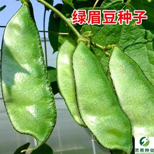 大肉绿眉豆猪耳朵扁豆种子种籽南方四季豆角梅豆角梅豆孑架豆菜豆