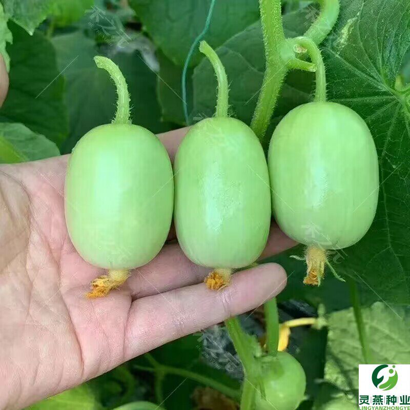 奶油小黄瓜种子金童玉女水果迷你黄瓜种籽四季阳台盆栽蔬菜种子