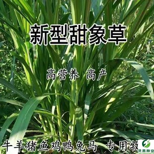 8甜高梁种子食用甜高粱牧草种多年生畜牧养殖四季再生甜高粱杆种