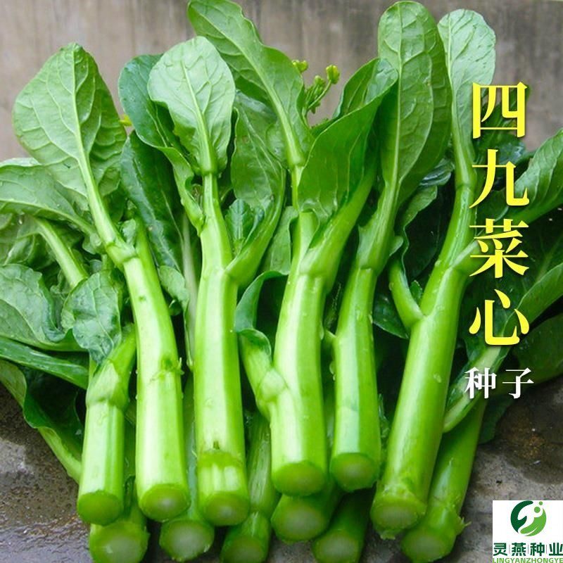 四季甜菜心种子25天速生菜苔广东四九油菜心青菜阳台盆栽蔬菜种子