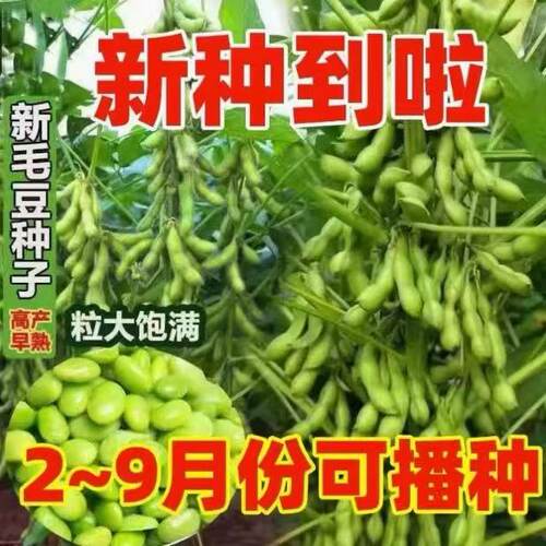 矮生大荚早熟青毛豆种子青皮黄豆高产绿宝石青绿大菜豆籽早熟