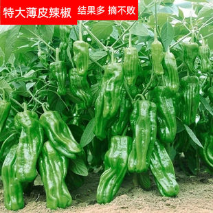 绿薄皮辣椒种子不辣的椒王种籽大全超长耐热四季种植特大香辣好吃