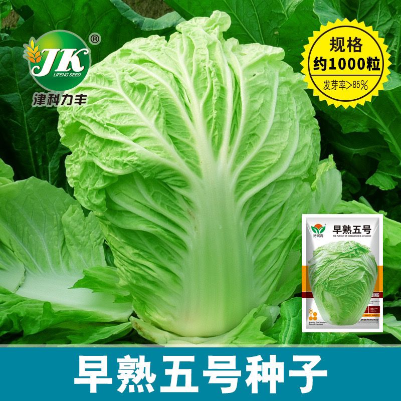 早熟5号白菜种子春夏秋冬四季50天大白菜耐热抗病耐寒蔬菜种籽