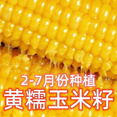 黄糯玉米种子高产早熟黄金甜粘糯大棒玉米香甜糯玉米籽春秋播蔬菜