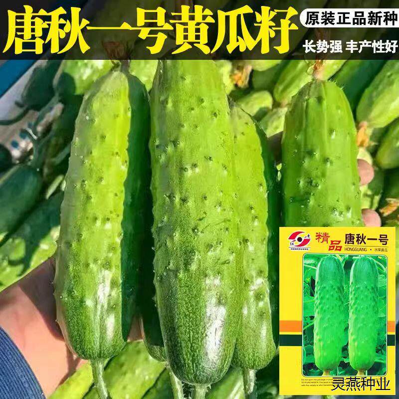 黄瓜种子耐高温 大全水果夏秋四季东北温甜蔬菜水果
