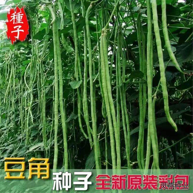 特长豆角种子苗豇豆四季豆籽长达1.2米高产早熟春秋蔬菜种孑大全