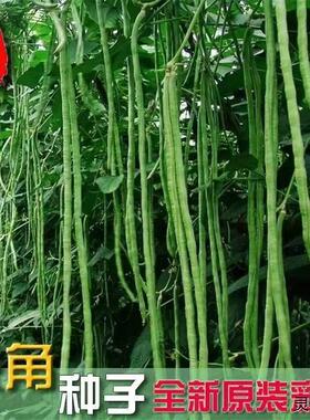 特长豆角种子苗豇豆四季豆籽长达1.2米高产早熟春秋蔬菜种孑大全