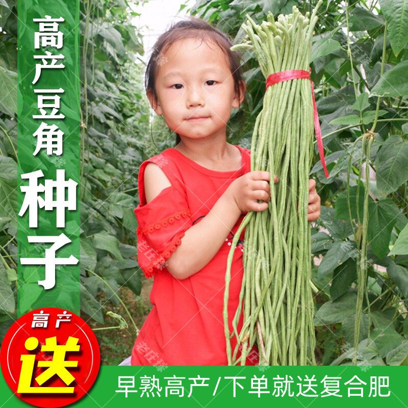 豇豆种子豆角种籽搭架长江豆种春秋红农业种植绿白条冬季春季菜籽