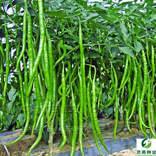 帝王336线椒种子种籽孑苗超长辣椒籽种高产南方种四季蔬菜二荆条