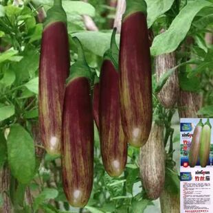 特色竹丝茄花茄子种子早熟高产好吃春季秋季大田庭院阳台蔬菜种籽