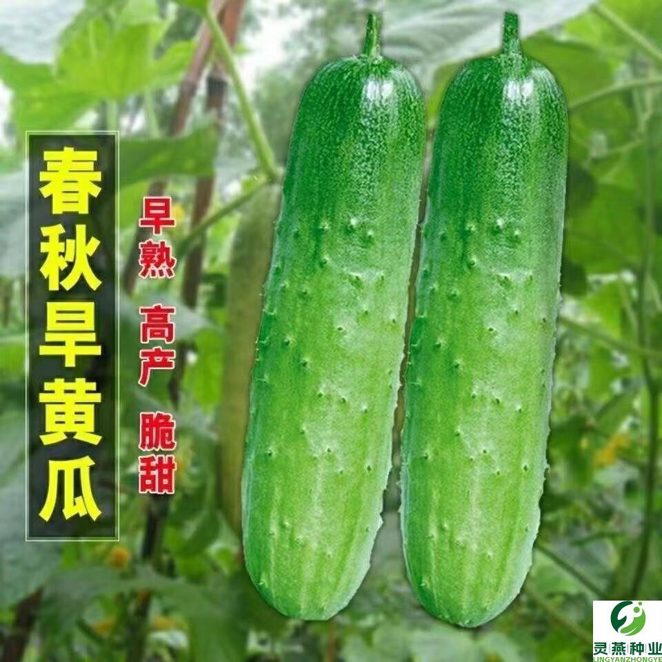 唐山秋黄瓜种子旱黄瓜水果刺小黄瓜种籽春秋阳台盆栽蔬菜种籽种孑