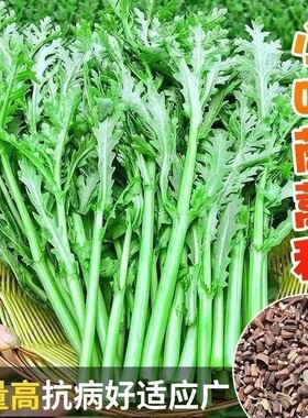 小叶茼蒿种子皇帝菜种籽光杆蒿子秆四季播阳台盆栽庭院蔬菜种子