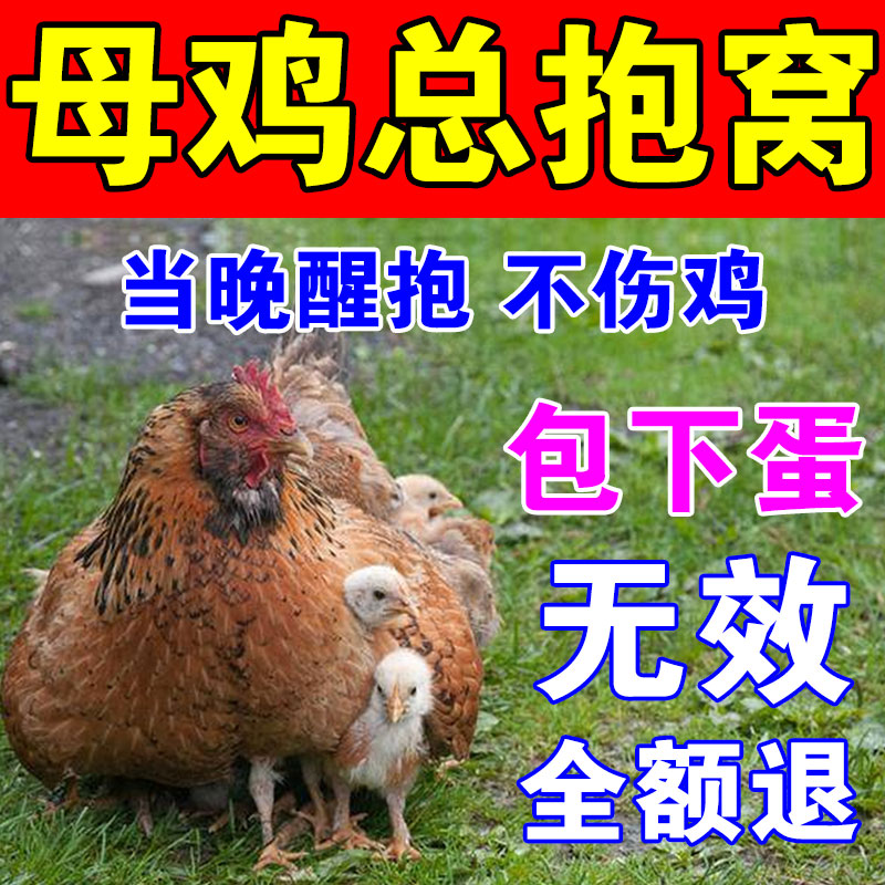 母鸡醒抱药抱窝催乳片芦丁鸡鸭鹅蛋多多增蛋宝下蛋催蛋专用饲料