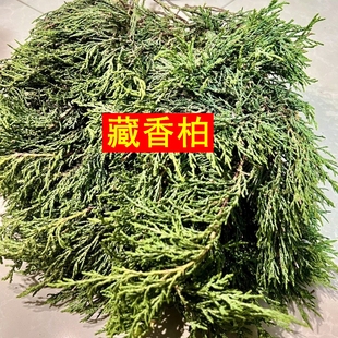 正宗西藏藏香柏枝叶新鲜采摘天然香柏叶家用植物香薰料天然藏香