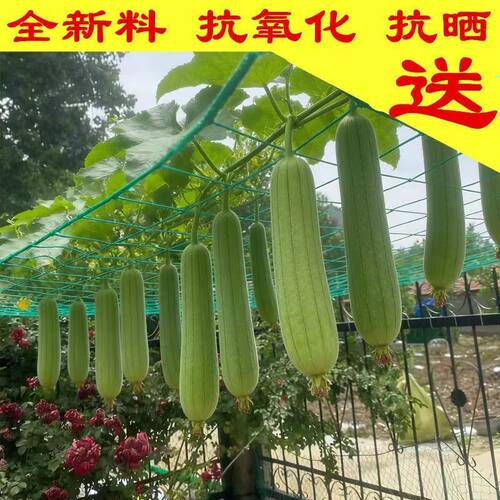 爬藤网植物攀爬网黄瓜冬瓜吊瓜丝瓜葡萄网搭架蔬菜网格月季瓜果网
