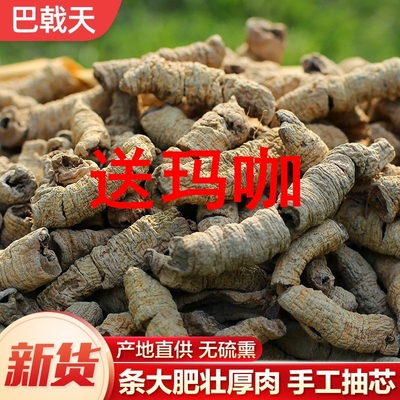 中药材德庆巴戟天粉500g新鲜现挖非特级野生男生人叁五宝茶精固