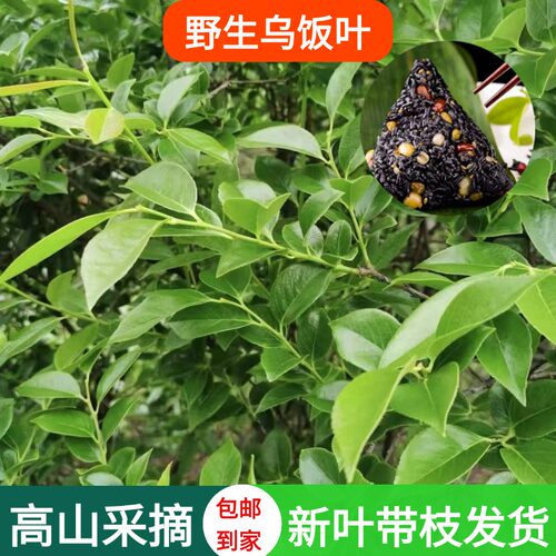 2026新鲜采摘宜兴野生乌饭叶南烛叶乌饭草头可做乌米粽京东包邮