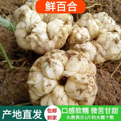 宜兴当季新鲜百合现挖微苦软糯