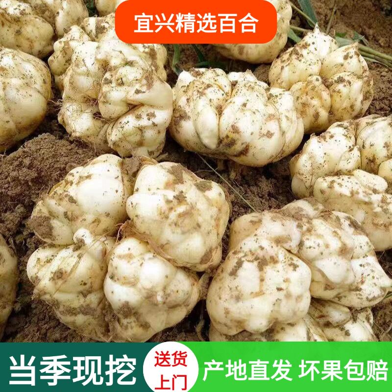 2026宜兴新鲜大百合天然无硫食用宜兴土特产微苦软糯2500g包邮