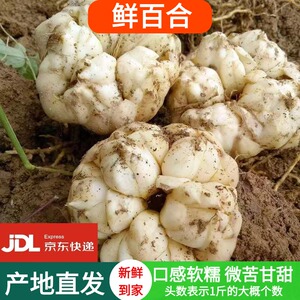 宜兴当季新鲜百合现挖微苦软糯