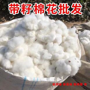 未加工结婚用散装 带籽棉花农家自产一级纯棉花做被子填充物