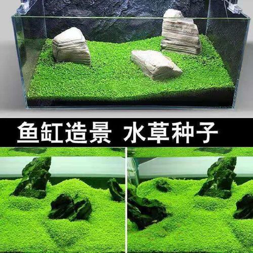 金鱼藻种子价格 金鱼藻种子图片 星期三