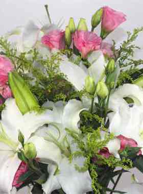 白色香水百合鲜花伯利亚水养送礼供奉云南斗南鲜花基地新鲜直发