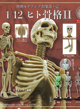 现货日本SO-TA人体骨骼P2人骨架骷髅1/12模型收藏摆件玩具扭蛋