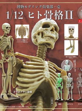现货日本SO-TA人体骨骼P2人骨架骷髅1/12模型收藏摆件玩具扭蛋