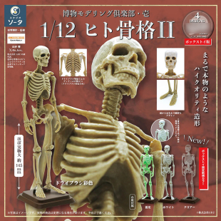 现货日本SO-TA人体骨骼P2人骨架骷髅1/12模型收藏摆件玩具扭蛋