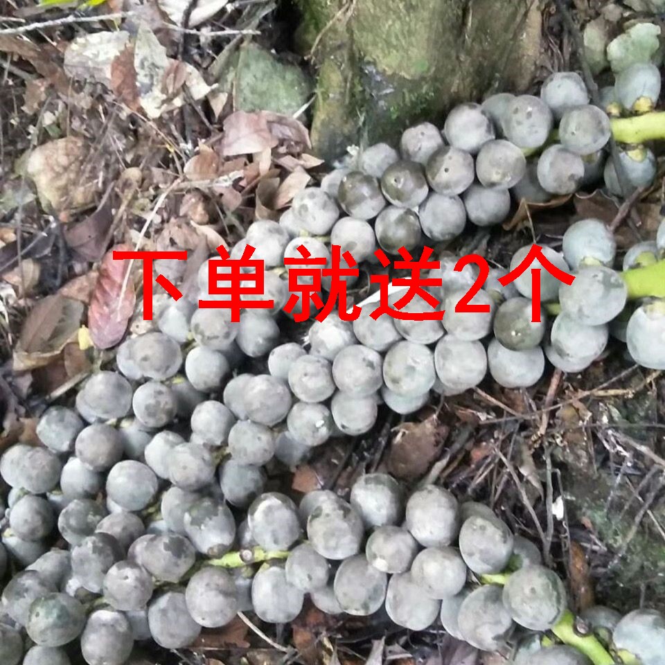 送草药中药材正宗特大果24个果越南新鲜追风果泡酒野生刺虎大果