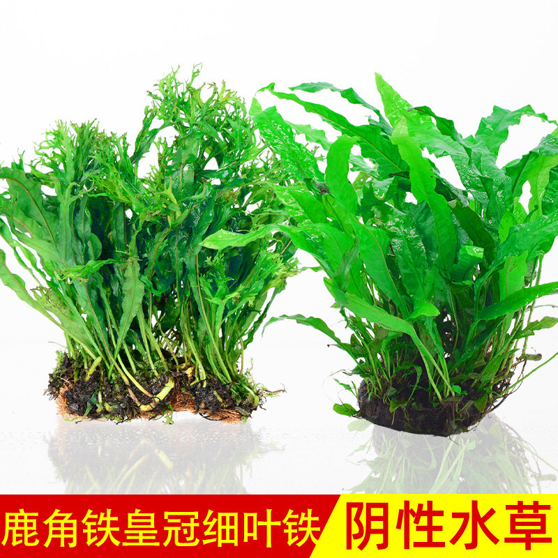 鹿角铁皇冠细叶铁皇冠水草阴性新手懒人造景后景淡水活体植物鱼缸