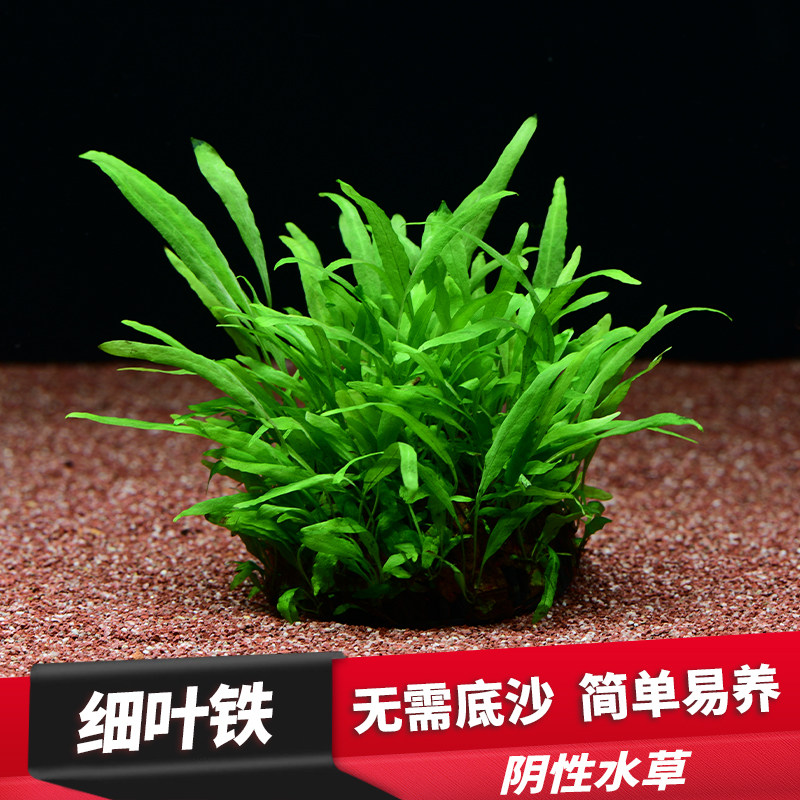 鱼缸懒人造景水草植物细叶铁皇冠坨草网片定植无土栽种绑沉木新手