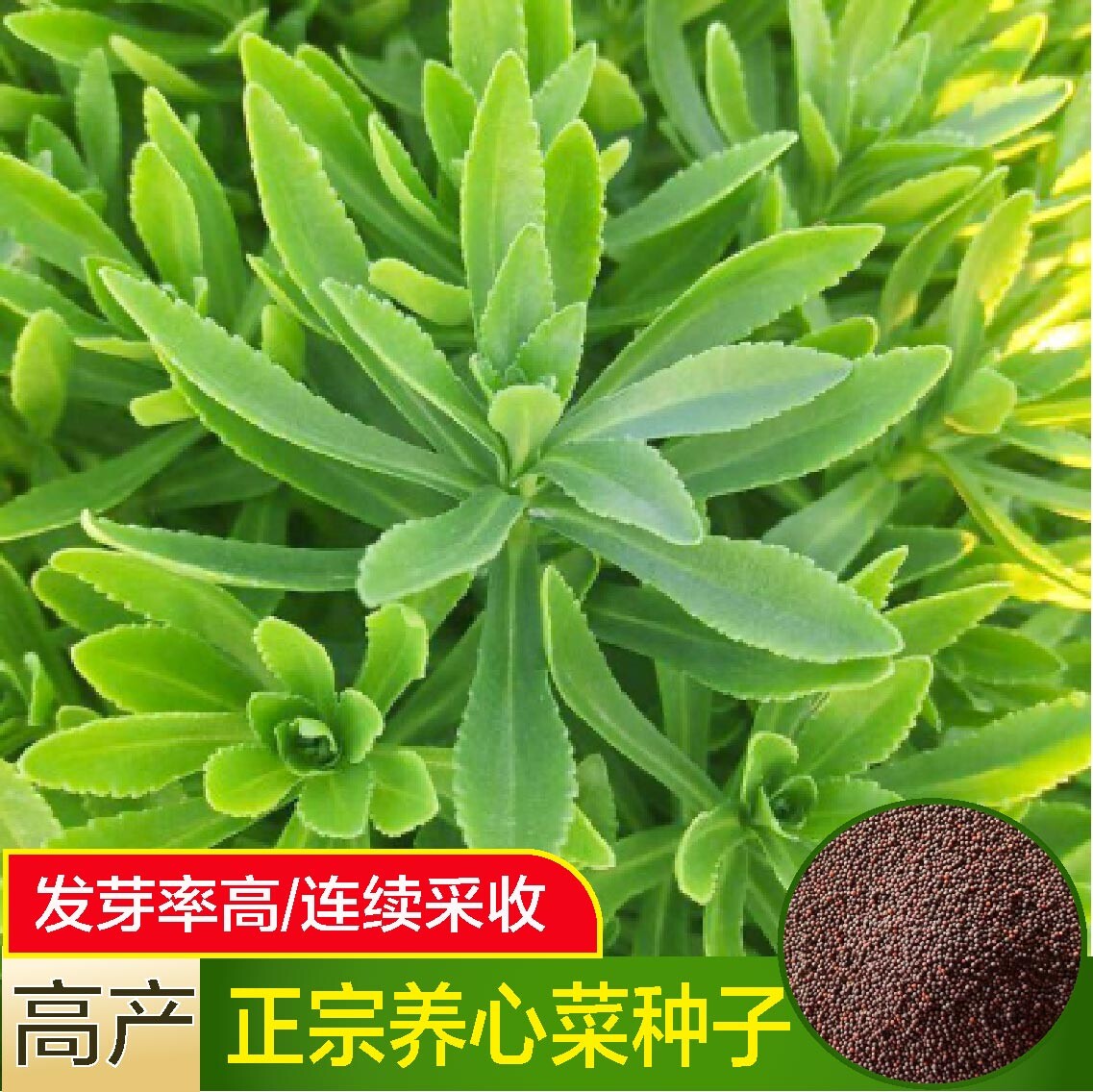 高钙养心菜种子救心菜特色保健菜