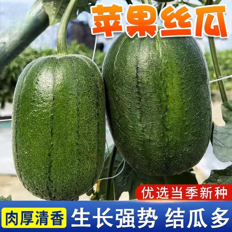 苹果丝瓜种子高产庭院盆栽