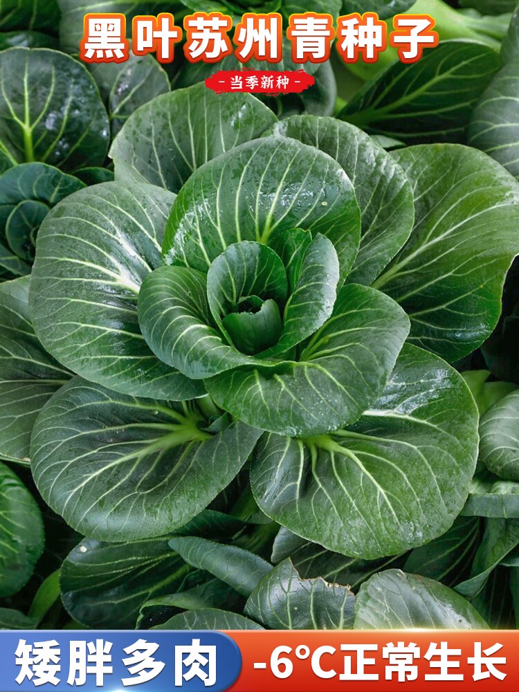 黑叶苏州青菜籽四季耐寒易种
