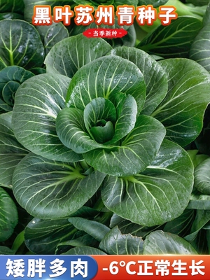 黑叶苏州青菜籽四季耐寒易种