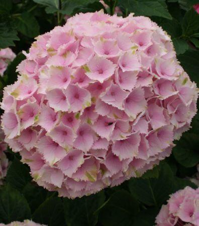 钱家花苑大花绣球系列魔幻海洋水晶绒球庭院阳台盆栽花卉