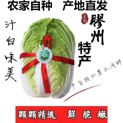 山东大白菜农家自种 胶州墨水河大白菜特产农产品新鲜蔬菜