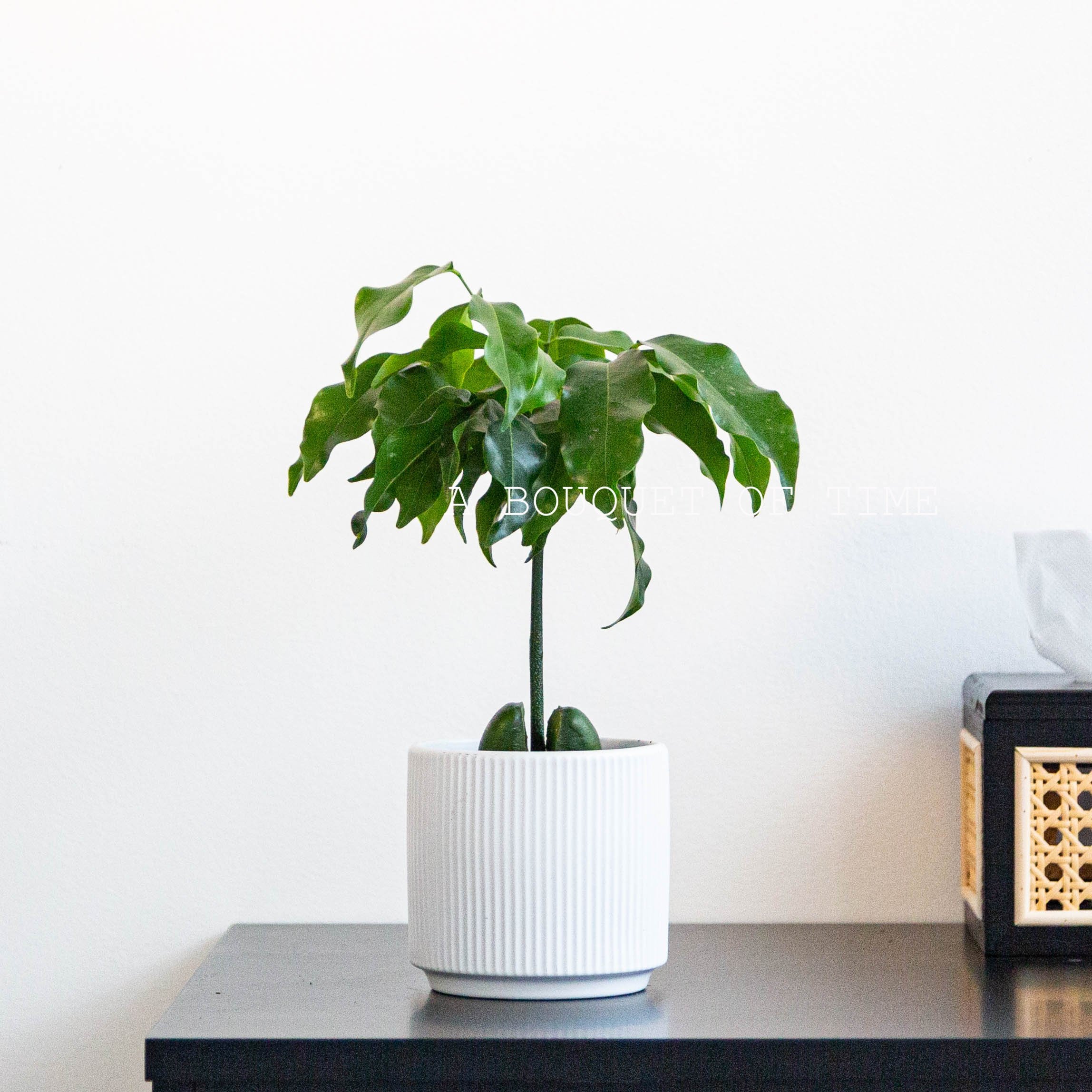 招财绿元宝开心果四季办公室桌面室内绿植花卉盆栽超好看ins风格,鲜花速递/花卉仿真/绿植园艺,绿植,淘宝优惠券,粉丝福利购,淘宝优惠卷