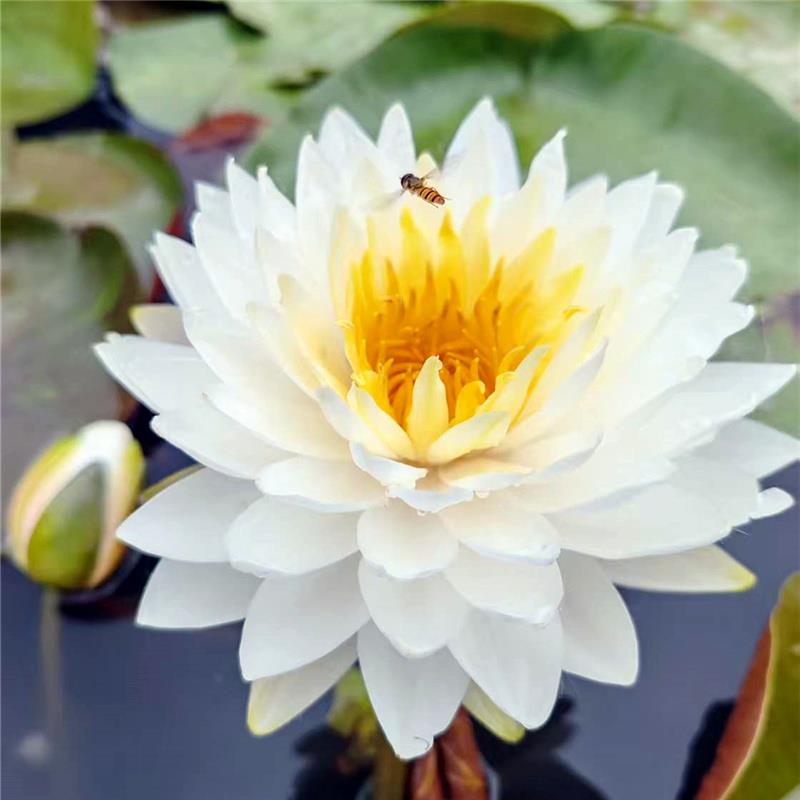 【云端】精品耐寒白色重瓣睡莲大花庭院别墅花园盆栽水生花卉植物